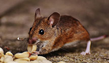 24 Hour & Emergency Exterminators in Beverly Hills, WV